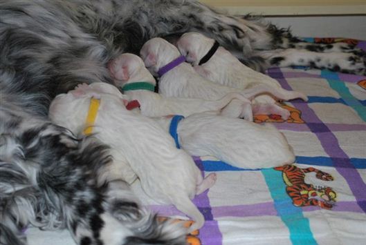 Click for large image