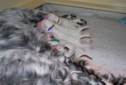 Click for large image