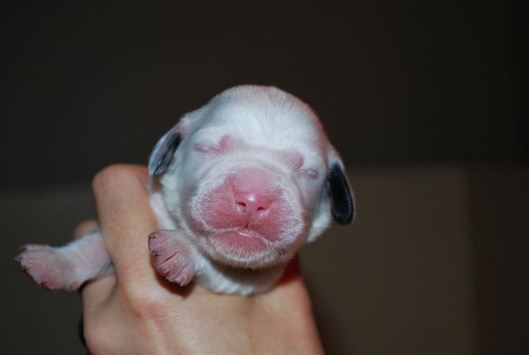 Click for large image