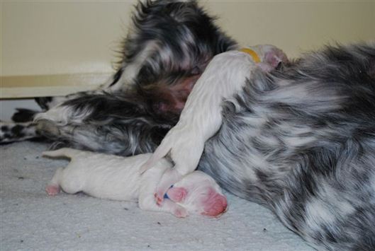 Click for large image