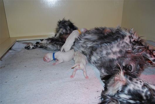 Click for large image