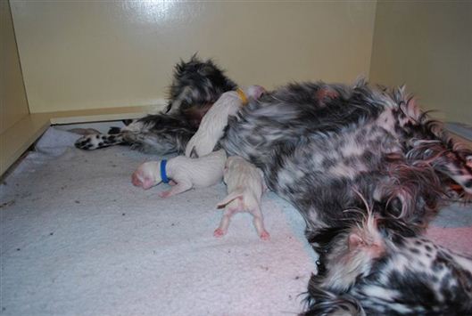 Click for large image