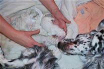 Click for large image