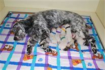 Click for large image