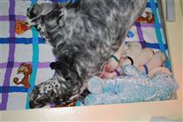 Click for large image