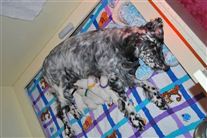 Click for large image