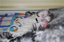 Click for large image