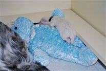 Click for large image