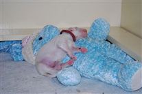 Click for large image