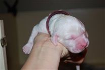 Click for large image