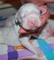 Click for large image