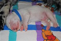 Click for large image