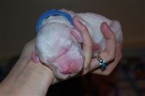 Click for large image