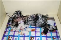 Click for large image