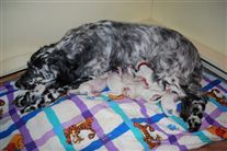 Click for large image