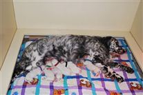 Click for large image