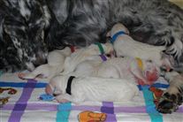 Click for large image