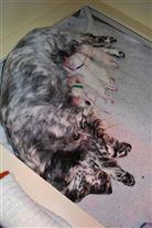 Click for large image