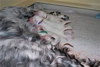 Click for large image