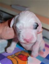 Click for large image