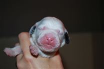 Click for large image