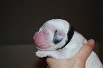 Click for large image