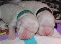 Click for large image