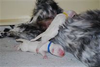 Click for large image