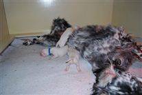 Click for large image