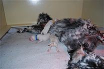 Click for large image