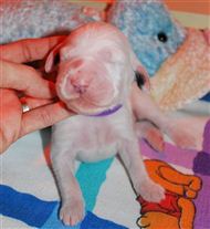 Click for large image