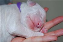 Click for large image