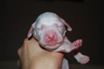 Click for large image