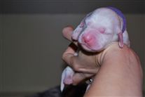 Click for large image