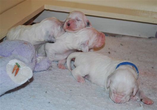 Click for large image