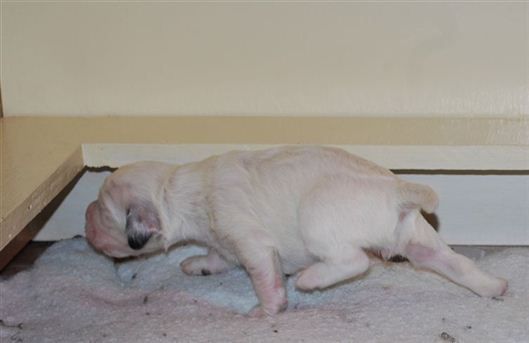 Click for large image