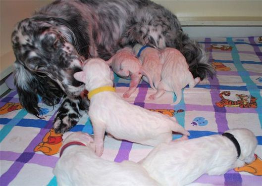 Click for large image