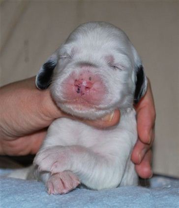 Click for large image