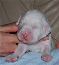 Click for large image