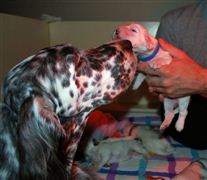 Click for large image