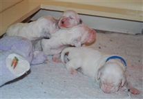 Click for large image