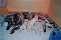 Click for large image