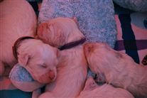 Click for large image