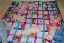 Click for large image