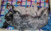 Click for large image