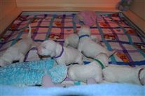 Click for large image