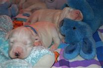 Click for large image