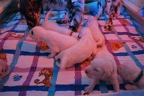 Click for large image