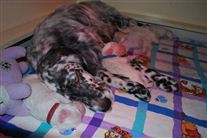 Click for large image