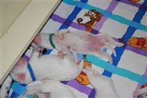 Click for large image